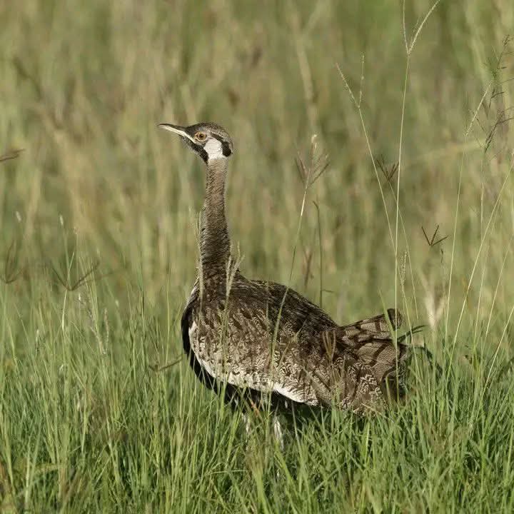 Birding in the Northlands, highlands, Rift valley, western plateau and coastal region with Athena 